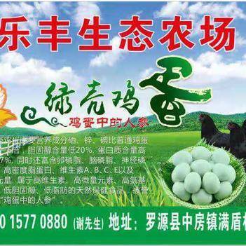 深耕源頭，鏈接餐桌 走進農產品批發供應商謝依燦的惠農網之路